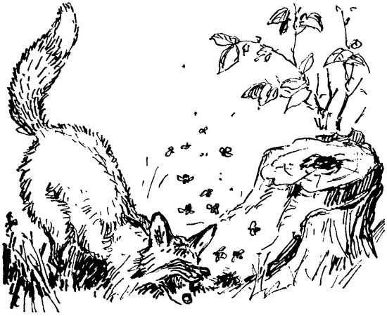 Софья Радзиевская - Полосатая спинка. Рассказы