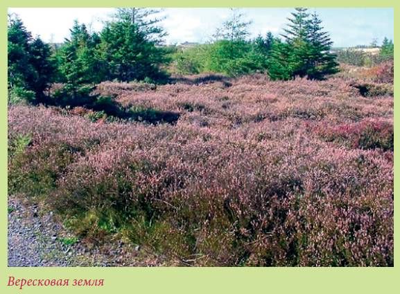 Татьяна Дорошенко - Плодоносящие растения