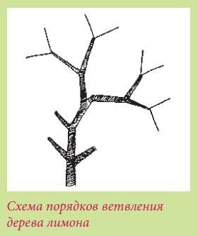 Татьяна Дорошенко - Плодоносящие растения