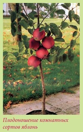 Татьяна Дорошенко - Плодоносящие растения