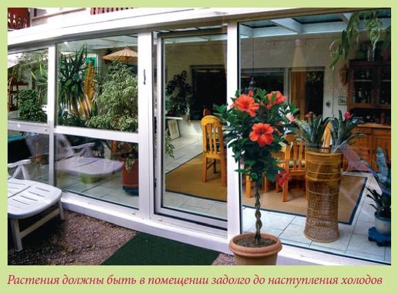 Татьяна Дорошенко - Плодоносящие растения