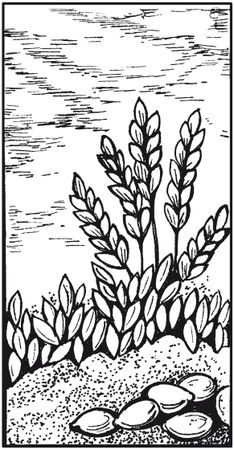 Елена Каминская - Мозаика из крупы и семян