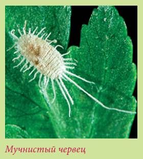 Татьяна Дорошенко - Плодоносящие растения