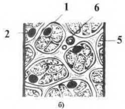 Джозеф Хавилер - Тело танцора