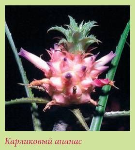 Татьяна Дорошенко - Плодоносящие растения