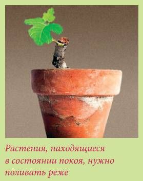 Татьяна Дорошенко - Плодоносящие растения