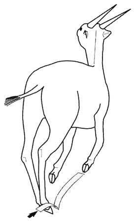 Кит Харрисон - Странности нашей эволюции