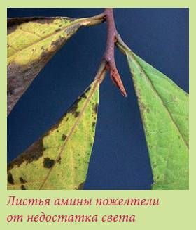 Татьяна Дорошенко - Плодоносящие растения