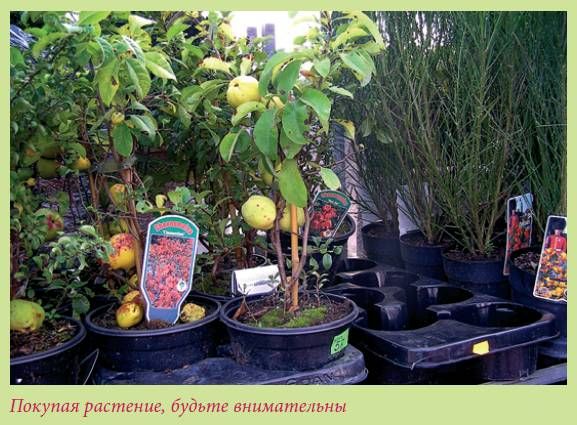 Татьяна Дорошенко - Плодоносящие растения