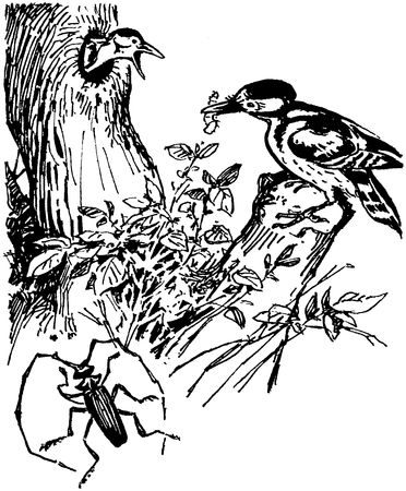 Софья Радзиевская - Полосатая спинка. Рассказы