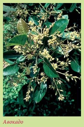 Татьяна Дорошенко - Плодоносящие растения