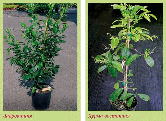 Татьяна Дорошенко - Плодоносящие растения