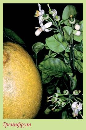 Татьяна Дорошенко - Плодоносящие растения