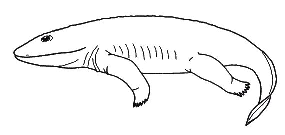 Кит Харрисон - Странности нашей эволюции