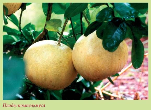 Татьяна Дорошенко - Плодоносящие растения