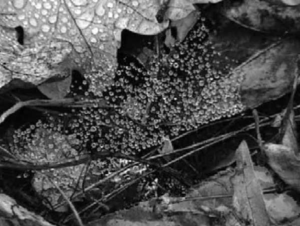 Крис Касперски - Энциклопедия примет погоды. Предсказание погоды по местным признакам