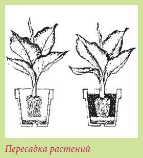 Татьяна Дорошенко - Плодоносящие растения