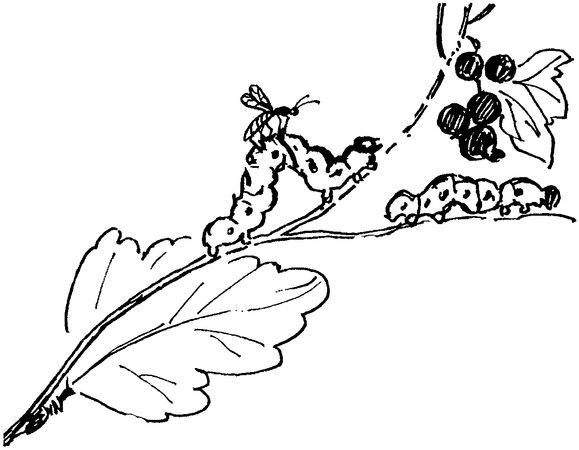 Софья Радзиевская - Полосатая спинка. Рассказы