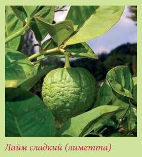 Татьяна Дорошенко - Плодоносящие растения