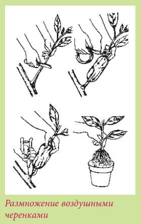 Татьяна Дорошенко - Плодоносящие растения