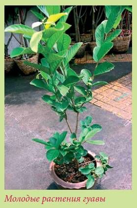 Татьяна Дорошенко - Плодоносящие растения