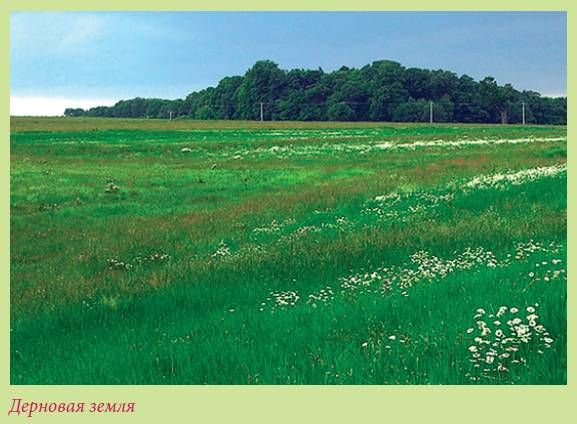 Татьяна Дорошенко - Плодоносящие растения