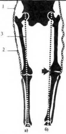 Джозеф Хавилер - Тело танцора