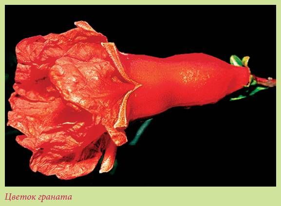 Татьяна Дорошенко - Плодоносящие растения