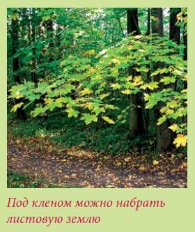 Татьяна Дорошенко - Плодоносящие растения