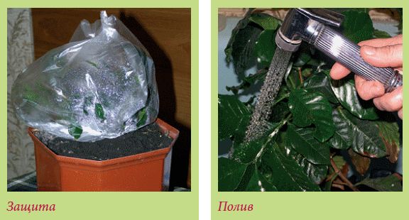 Татьяна Дорошенко - Плодоносящие растения