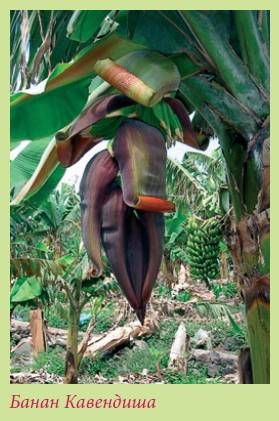 Татьяна Дорошенко - Плодоносящие растения