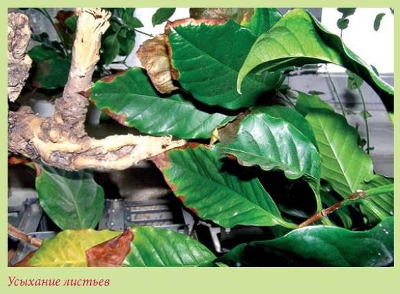 Татьяна Дорошенко - Плодоносящие растения