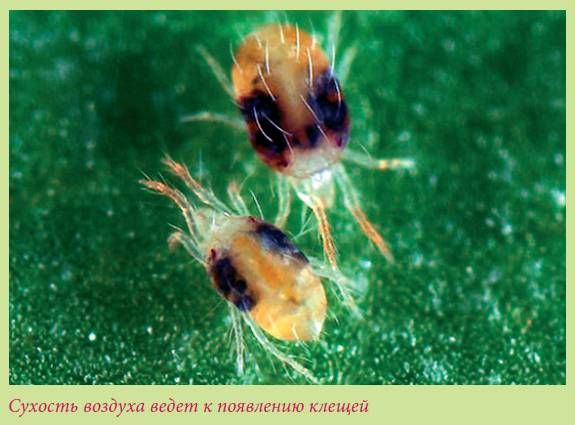 Татьяна Дорошенко - Плодоносящие растения