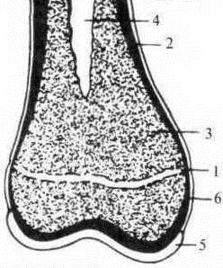 Джозеф Хавилер - Тело танцора
