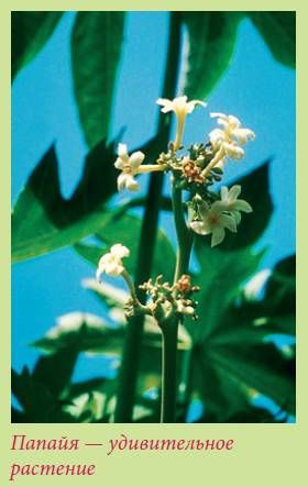 Татьяна Дорошенко - Плодоносящие растения