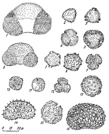 Леонид Серебрянный - Древнее оледенение и жизнь