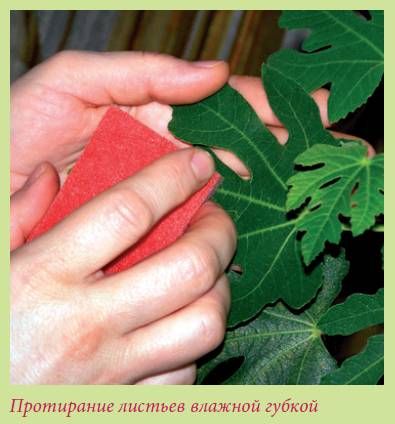 Татьяна Дорошенко - Плодоносящие растения