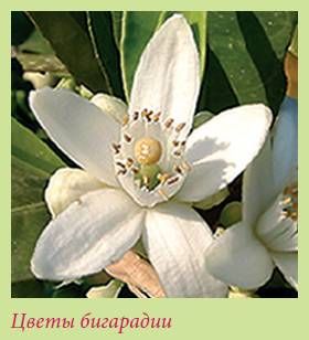 Татьяна Дорошенко - Плодоносящие растения