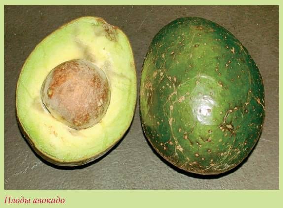 Татьяна Дорошенко - Плодоносящие растения