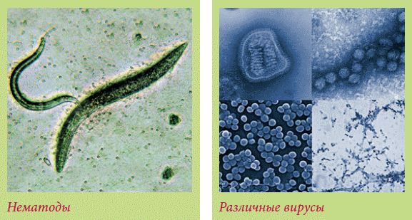 Татьяна Дорошенко - Плодоносящие растения