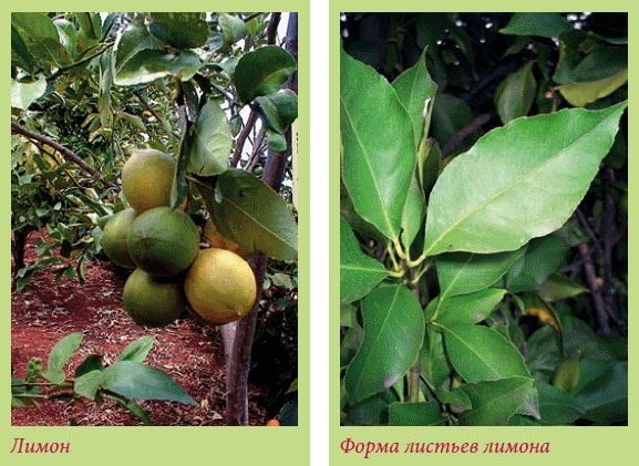 Татьяна Дорошенко - Плодоносящие растения