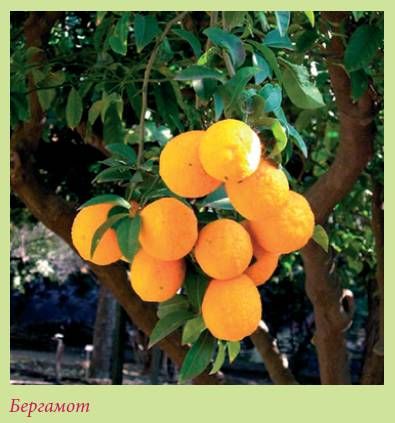 Татьяна Дорошенко - Плодоносящие растения