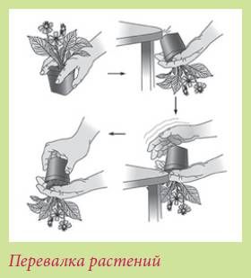 Татьяна Дорошенко - Плодоносящие растения