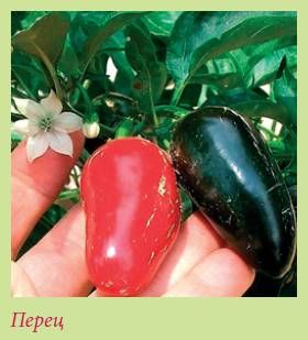 Татьяна Дорошенко - Плодоносящие растения