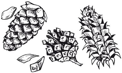 Елена Каминская - Мозаика из крупы и семян