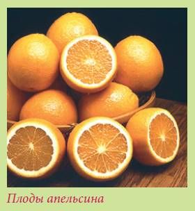 Татьяна Дорошенко - Плодоносящие растения