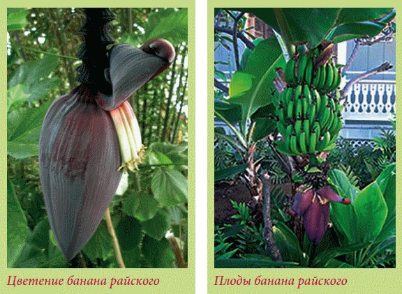 Татьяна Дорошенко - Плодоносящие растения