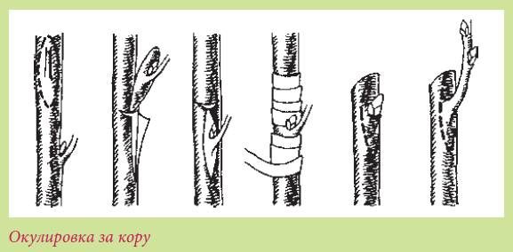 Татьяна Дорошенко - Плодоносящие растения