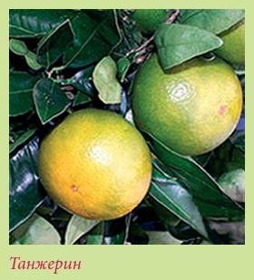 Татьяна Дорошенко - Плодоносящие растения