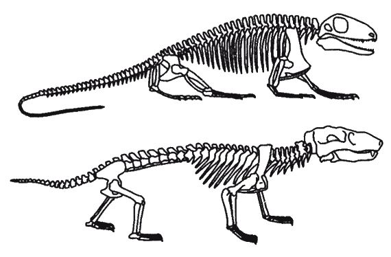 Кит Харрисон - Странности нашей эволюции